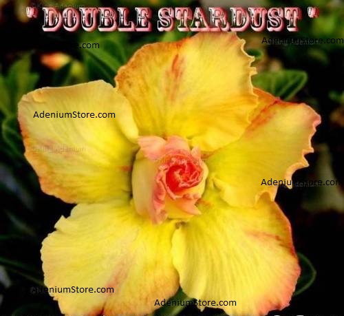 (image for) Adenium Obesum Double Stardust 5 Seeds - Click Image to Close